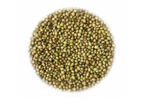 Coriander seed exporters India